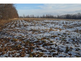 Property photo 29 - FARMLAND AUCTION, 60+/- Acres in 6 Tracts ranging from 4 to 20 acres & in combinations!